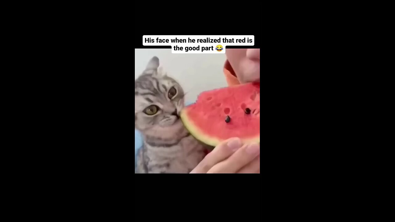 cat eat watermelon