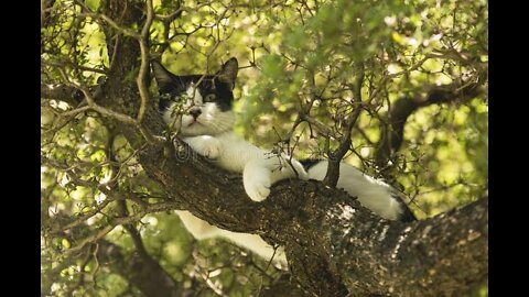 Cat sleeping on tree