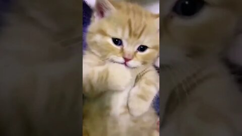 funny cat videos | cute cat videos| cute animals funny cats #shorts #shortsfunny #cutecat #funnycat
