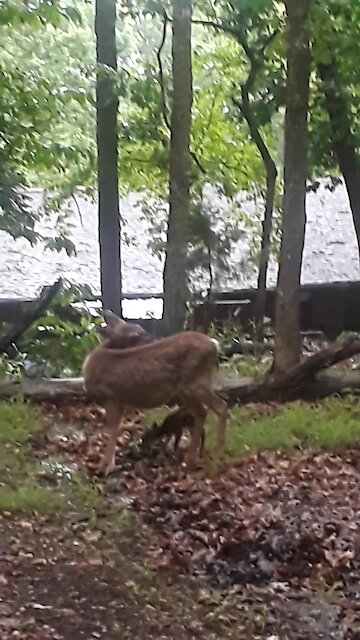 Deer introduces woman to her 2-day-old fawn