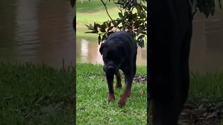 Rottweiler recall