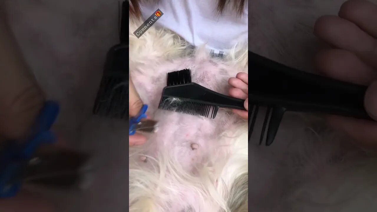 My Shih Tzu Puppy when grooming | Dog Grooming at Home🐾🐶