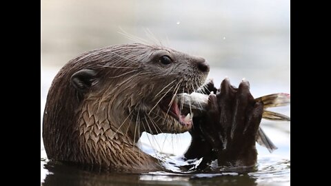 Nine dogs attacked an otter