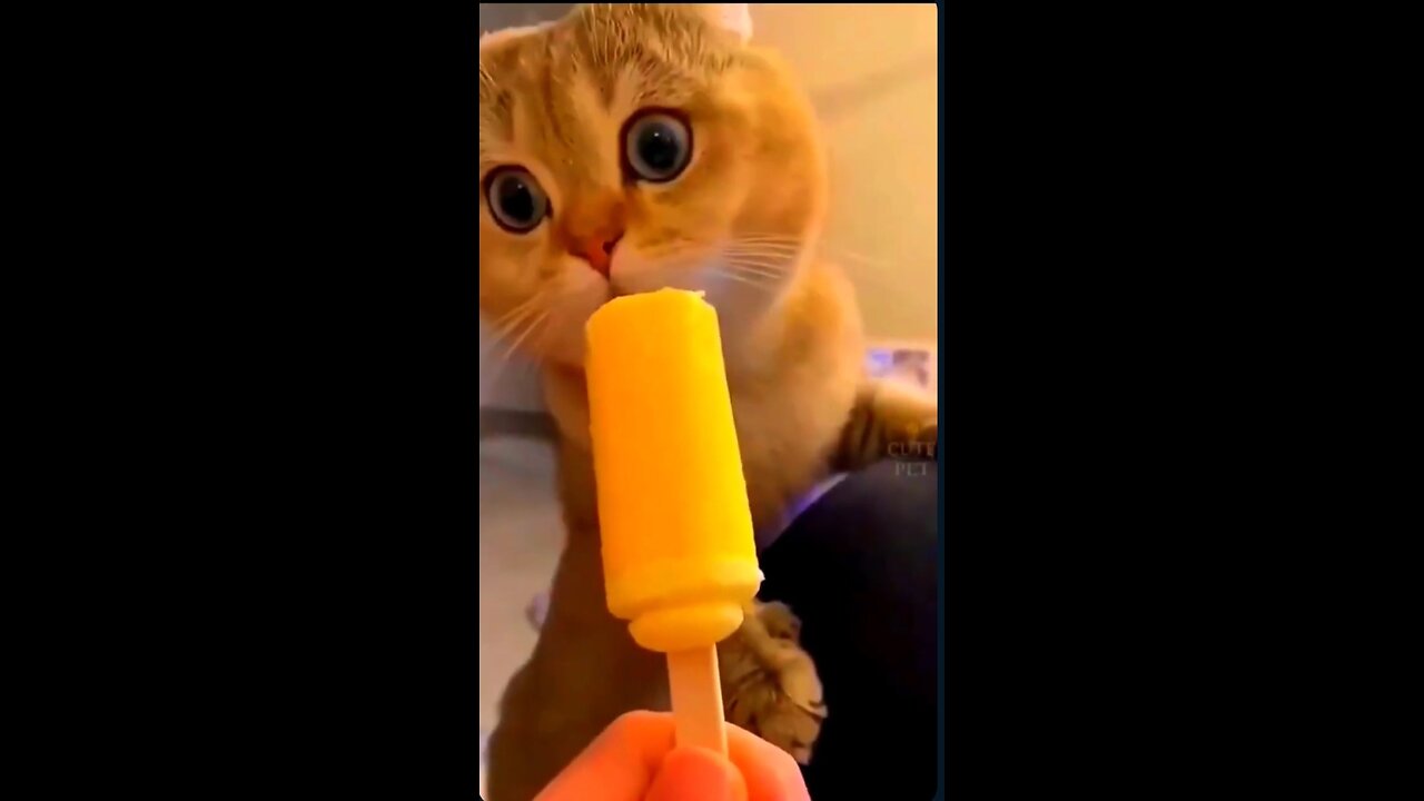 The Funniest Cat Compilation You'll Ever See