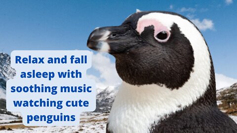 Relax and fall asleep with soothing music enjoying cute penguins