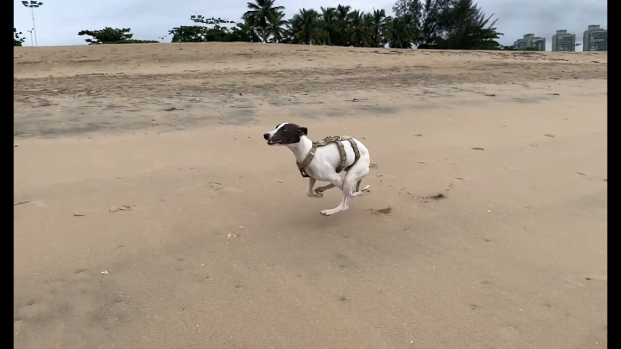 Whippet puppy running at the beach