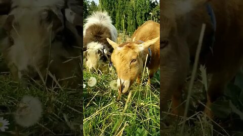 #goats #homesteading #homestead #farmanimals #farm #farmlife #cuteanimals