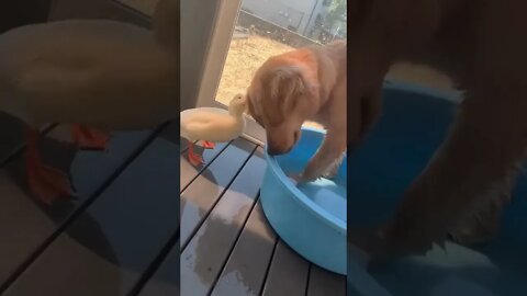 Dog occupies pool, ignores repeated complaints from owner