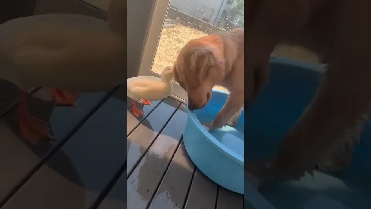 Dog occupies pool, ignores repeated complaints from owner