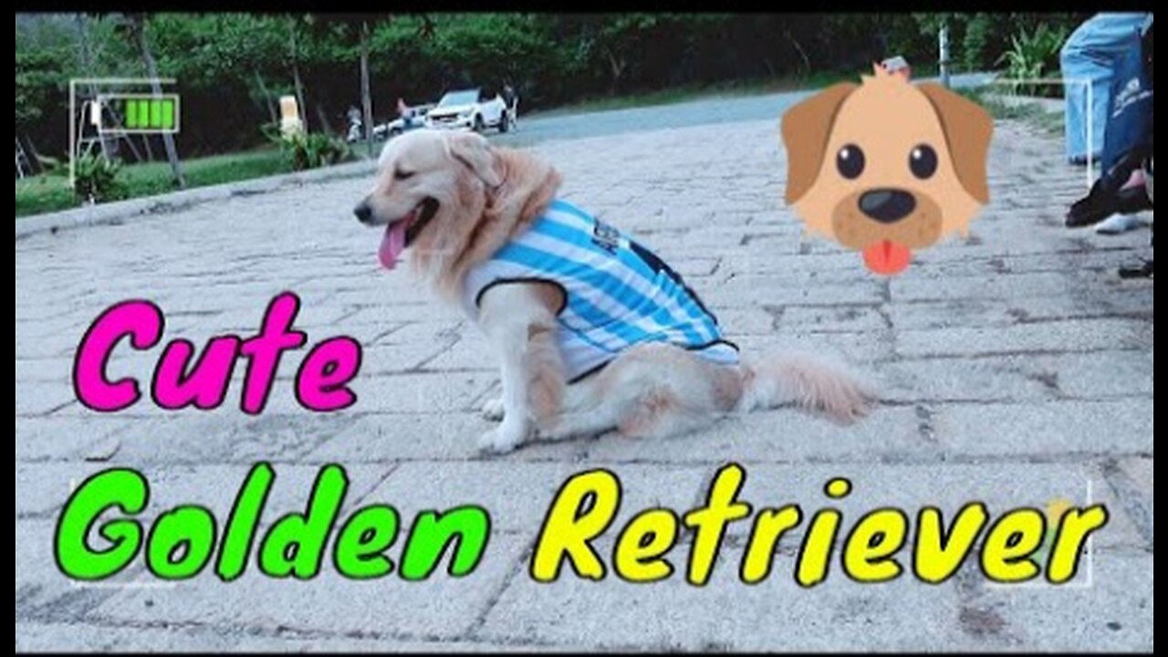 Cute Golden Retriever Dog Going Out Playing At Vung Tau Park 1st Time - Viral Dog Puppy