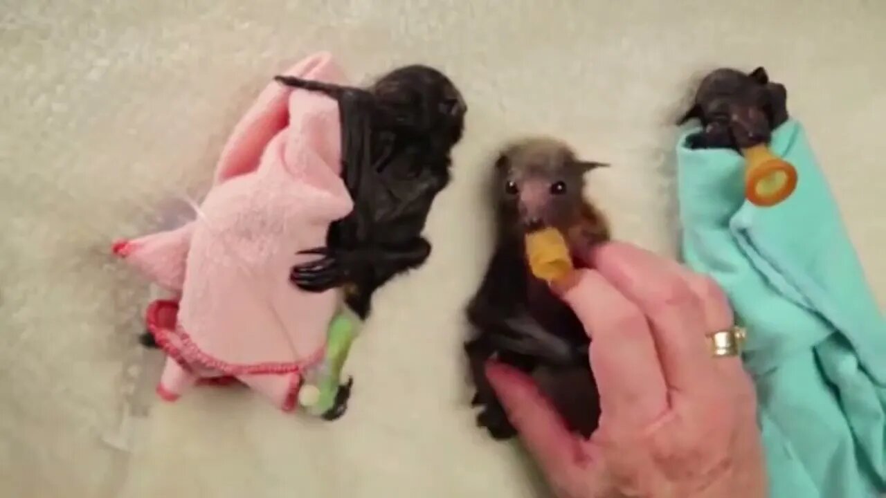 Fruit bats are extremely protective and loving mothers