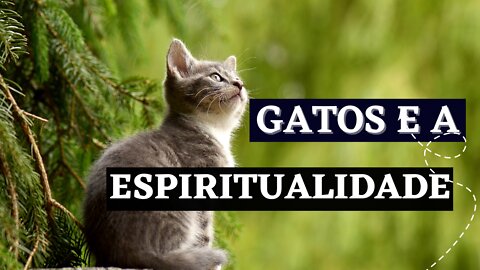 Gatos | Poder de Cura e Proteção Energética - Você Sabia?