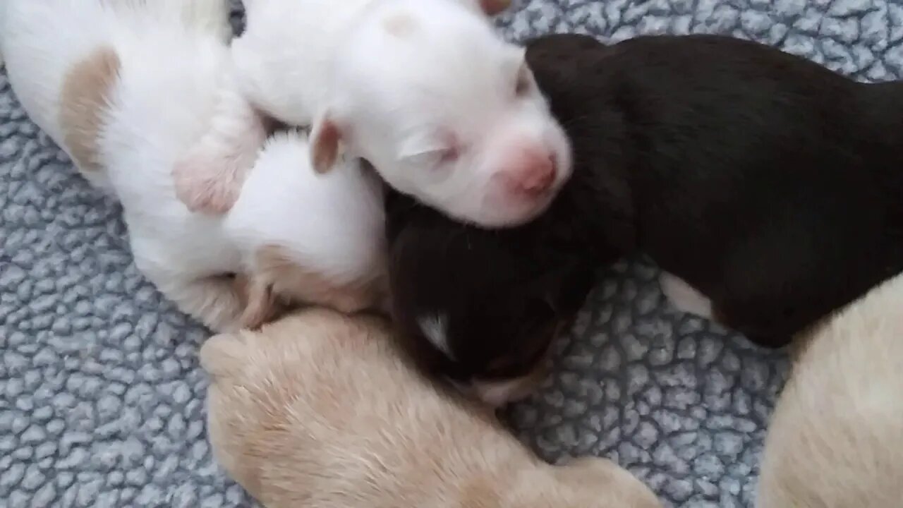 E Litter - October 2(3)