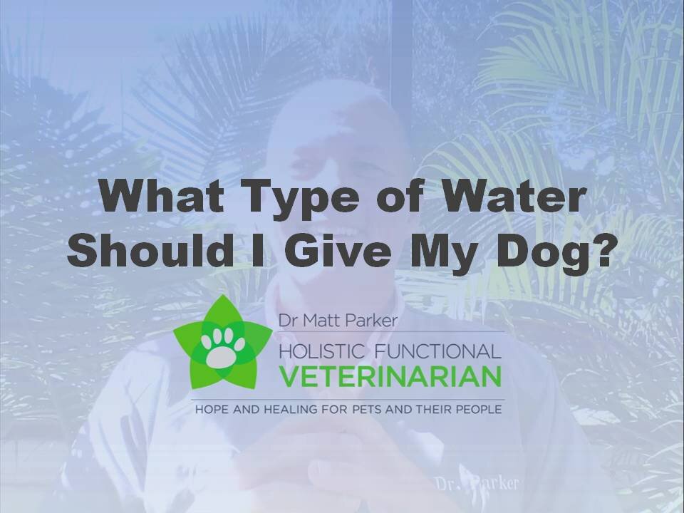 What Type of Water Should I Feed my Dog?