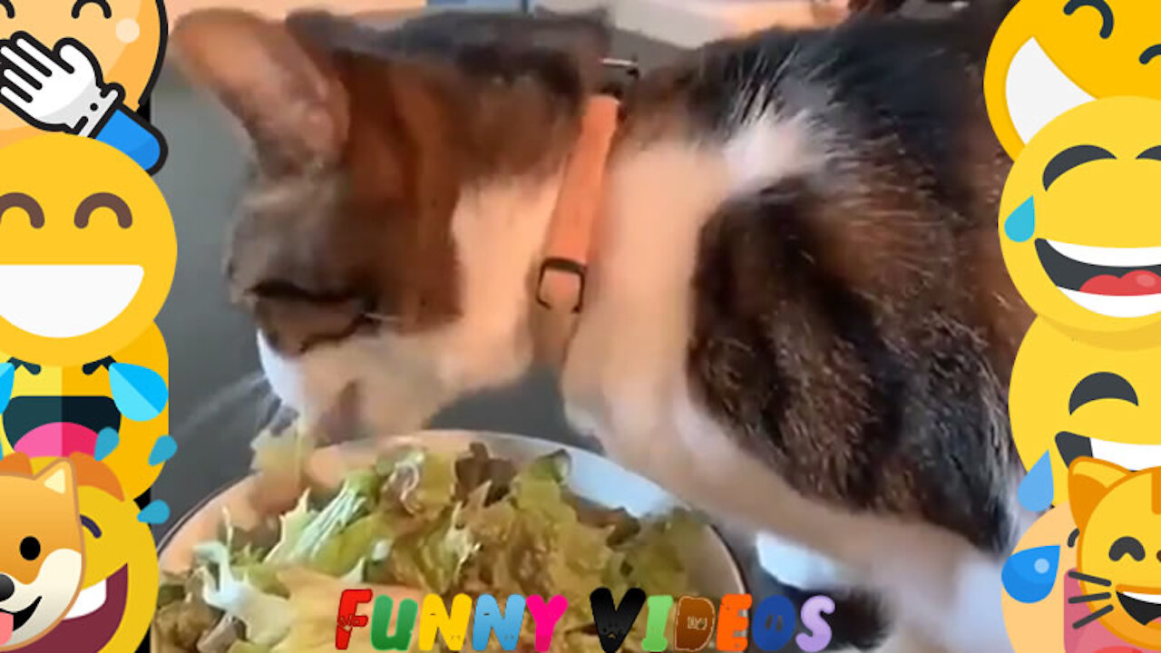 Cat Eating Salad