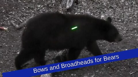 Understanding broadheads and bows for bears