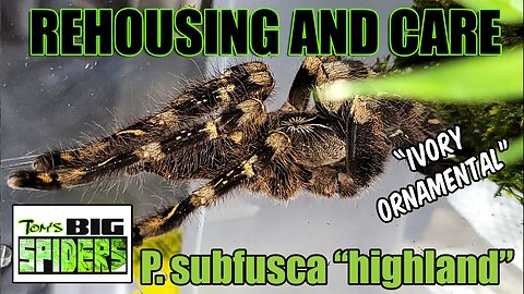 Poecilotheria subfusca Highland Rehouse and Care 2022