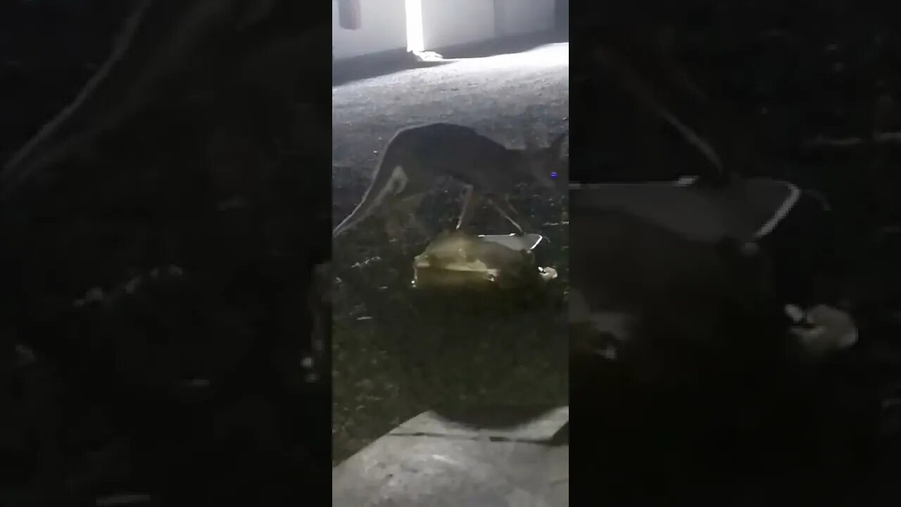 wild animal