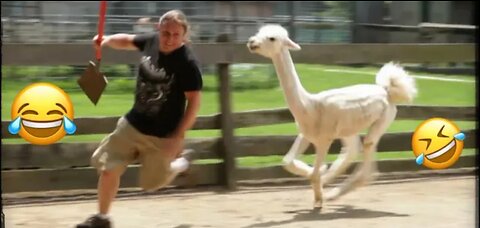 Funny Animals Scarring And Chasing People 2021 Compilation