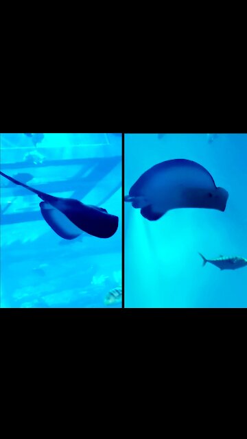 Stingray Fish Enjoying In It's Kingdom