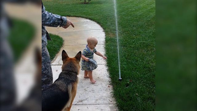 German Shepherd Loves Playing With Sprinklers