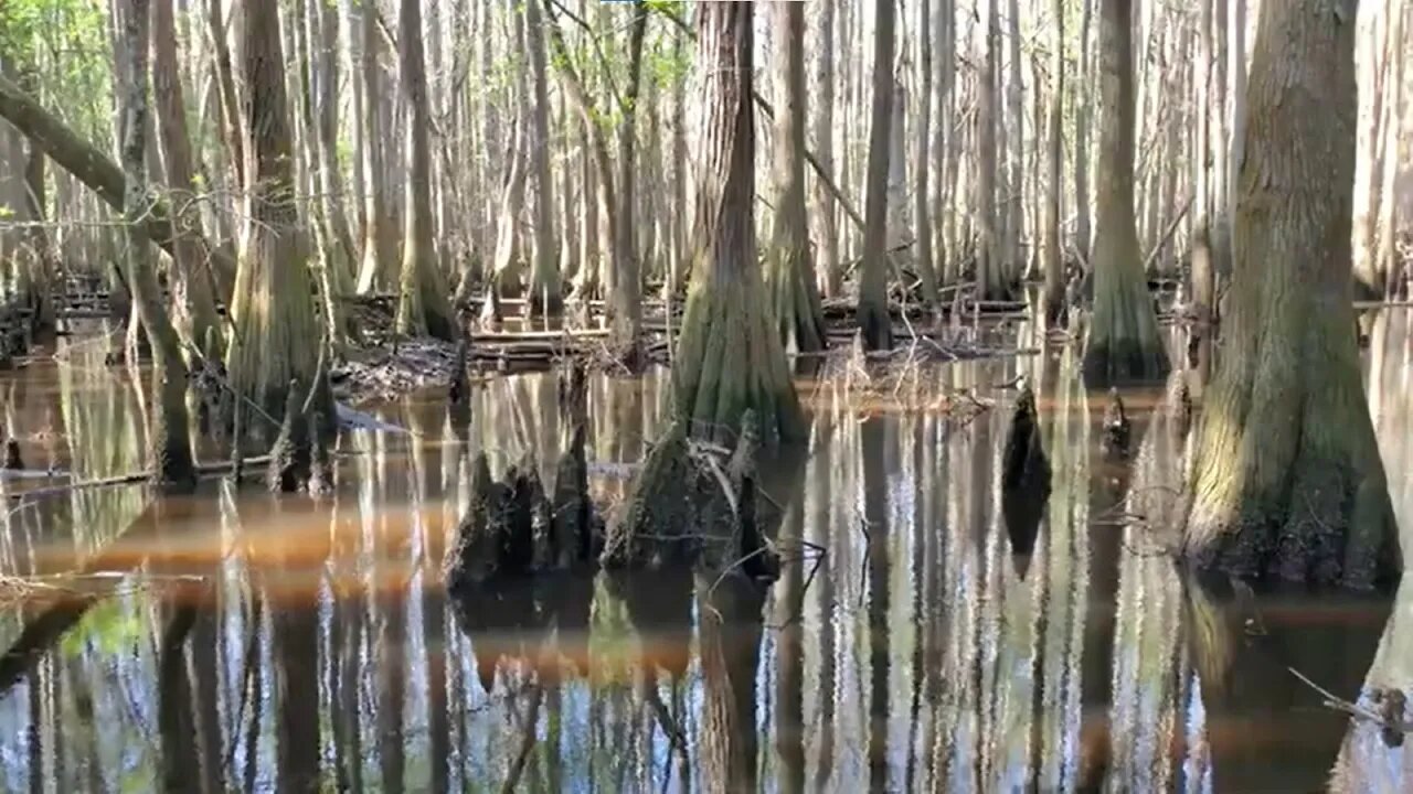 Wetlands at Coffee State Park - Spring 2022