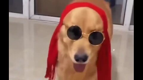 Adorable Funny Dogs