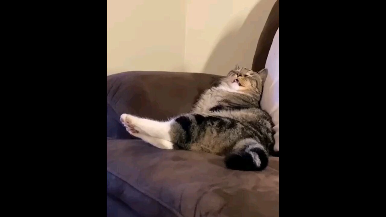 funny videos