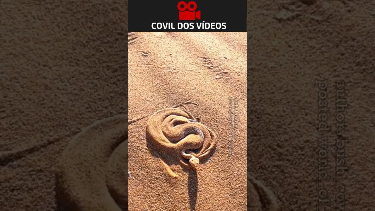 olha como as cobras fazem para se esconder na areia