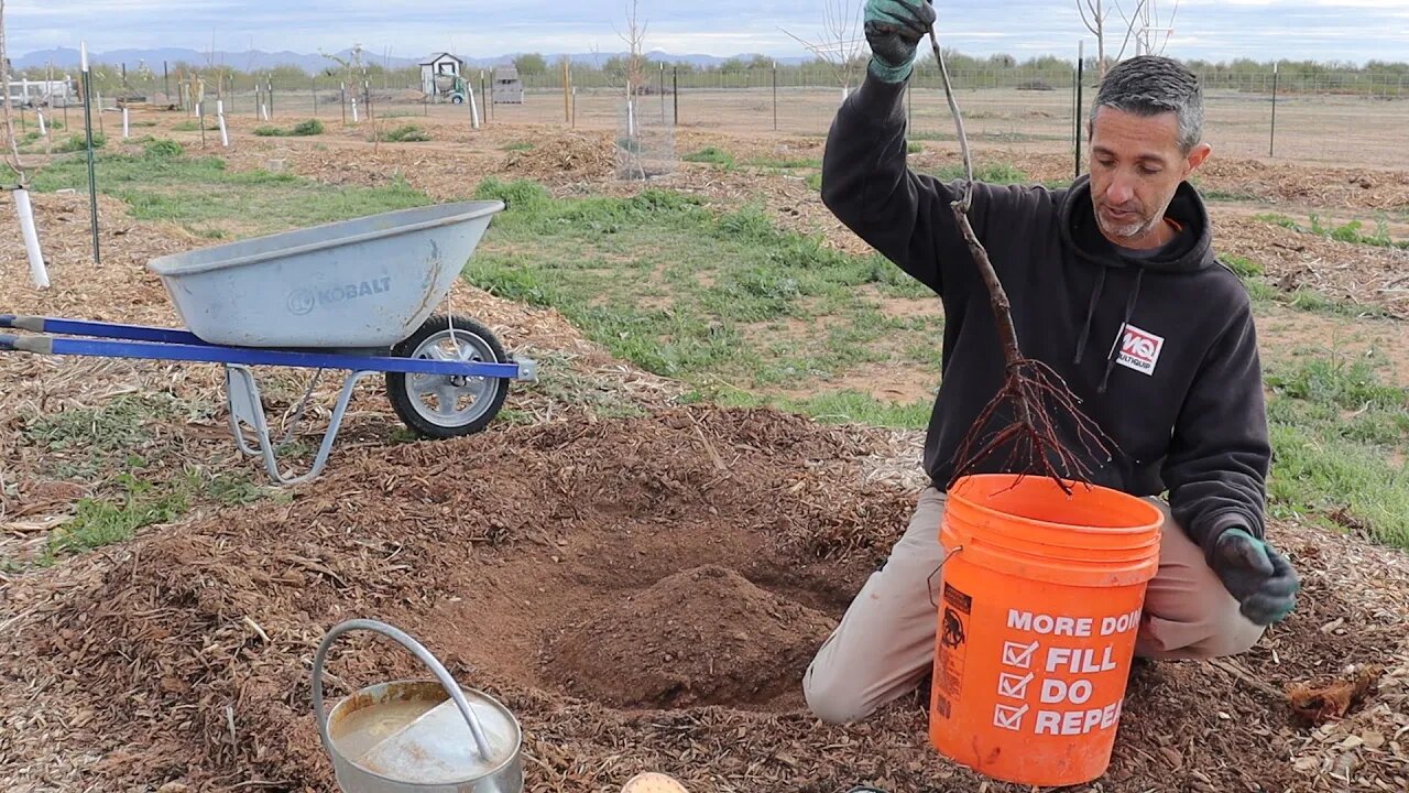 Planting Cherry and Jujube Trees | Is it Too Late?