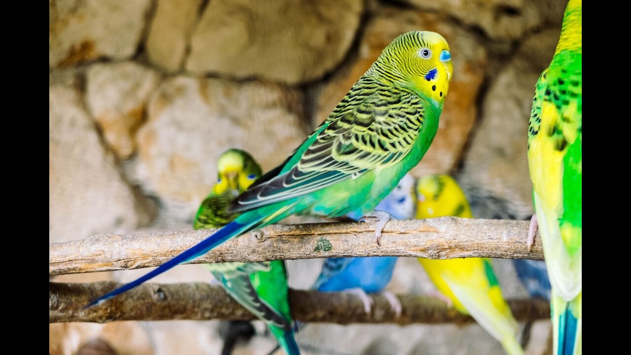 Love Birds In A Cage Cared For As Pets