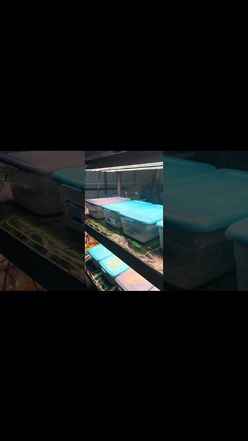 Starting seedlings and cuttings all winter long! Diy grow room