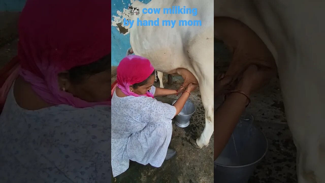 cow milking by hand