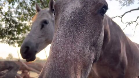 Os Cavalos vieram dar um Oi!