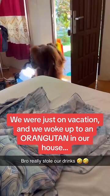 What would you do if you woke up and there was an Orangutan in your house? 🦧 🦧 🦧