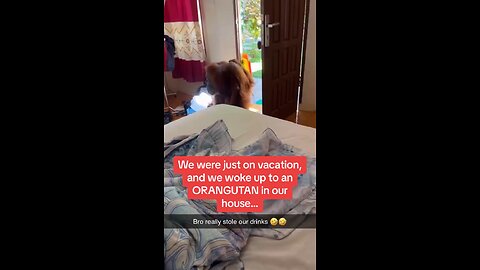 What would you do if you woke up and there was an Orangutan in your house? 🦧 🦧 🦧