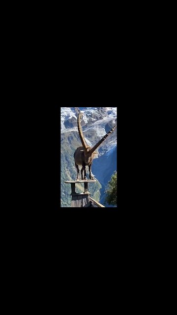 I Don't Know How This Ibex Got There But It Looks Majestic AF!