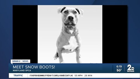 Snow Boots the dog is up for adoption at the Maryland SPCA