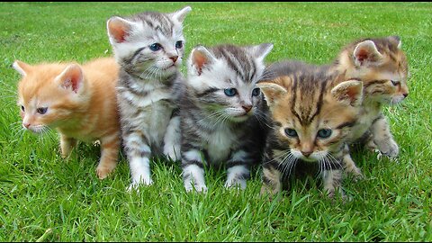 Funny Cat Vines Compilation: Try Not To Laugh Challenge