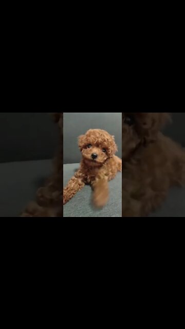 Cachorros engraçados e que fazem você rir ! - inscreve-se no CANAL #shorts