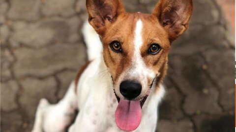 wild dog