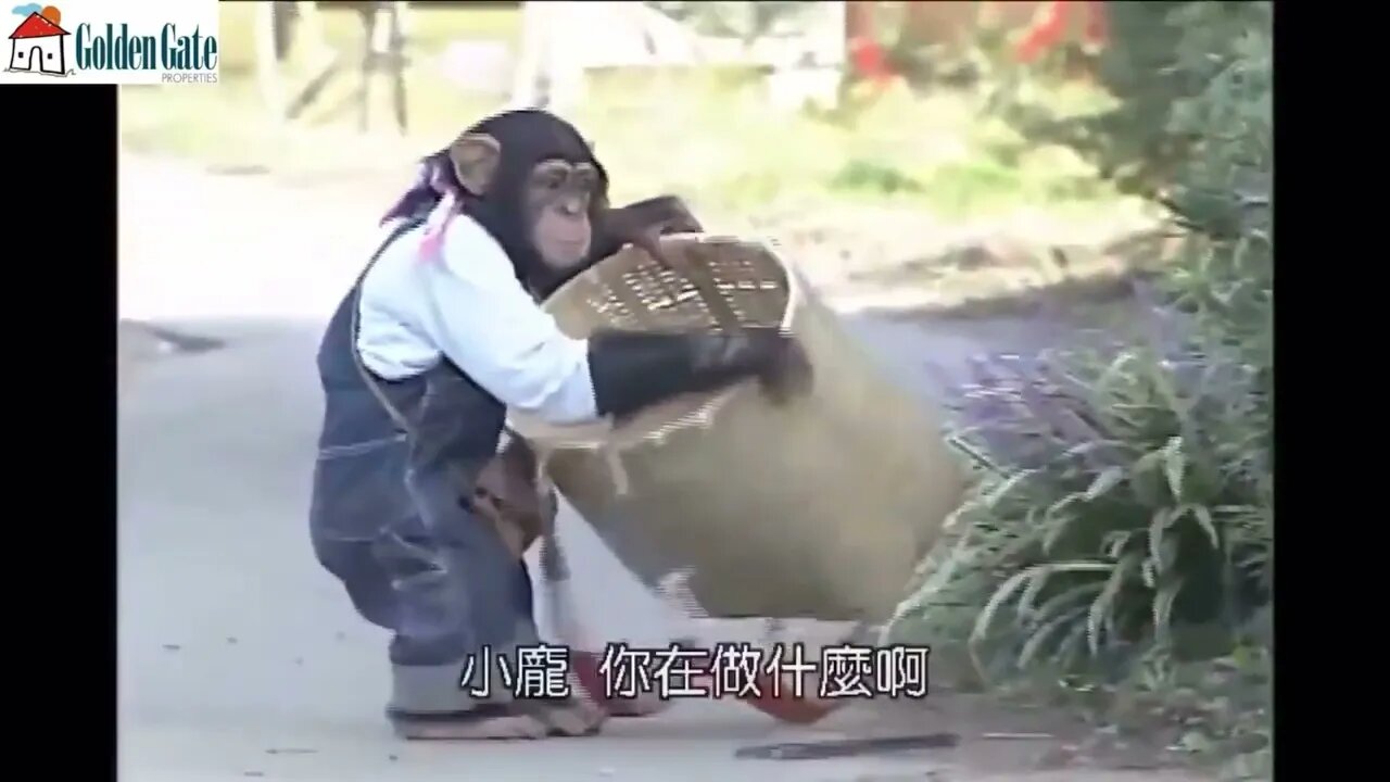 Monkey Vanish