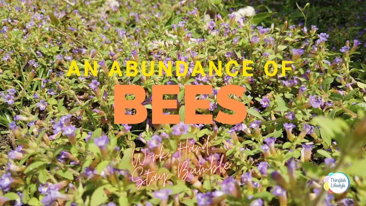 An Abundance of Bees on Wild Flowers