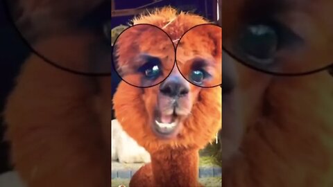Groovy Monday😃 make this viral | #shorts | #viral | #funny