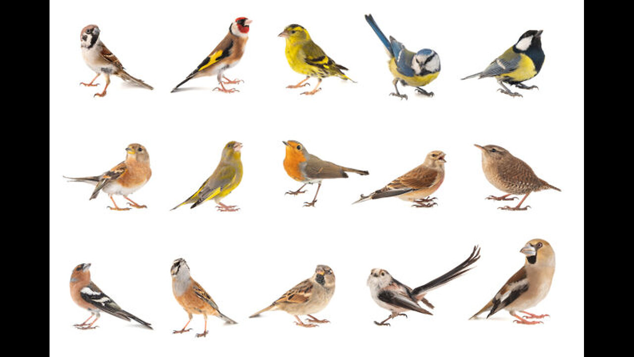 Let's wager these Birds name for general information