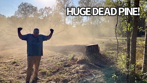 Big Dead Tree Removal And Clean Up!!