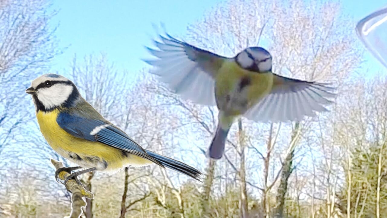 Cute 🥰 little birdie slow motion. ❤️