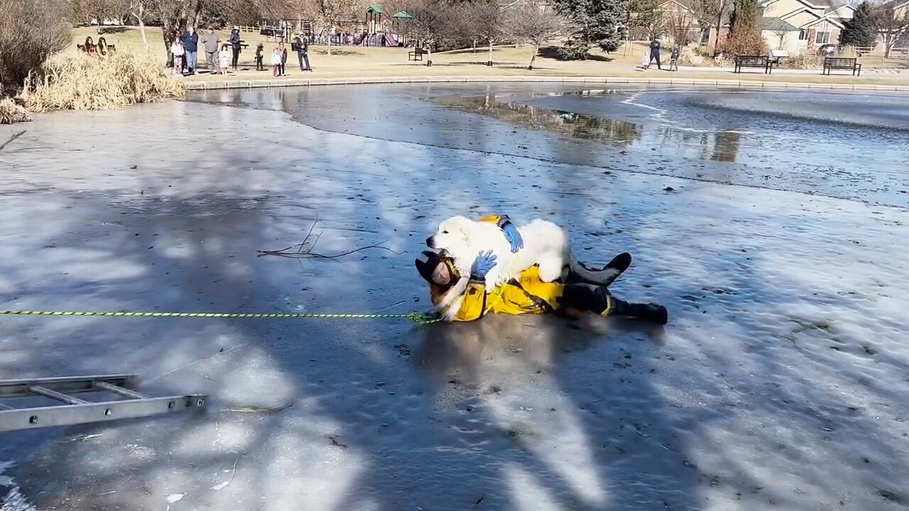 Firefighters rescue dog from icy pond