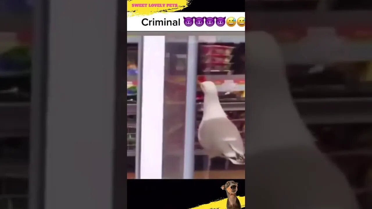 😳 Is this Seagull a Criminal? 😱 | #Shorts