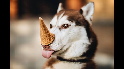 Funny animals. A selection of jokes with our favorite furry friends